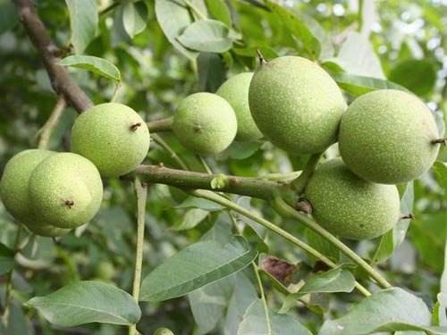 核桃果实黑斑病用什么药治,核桃挂果果身出现黑斑点怎么办