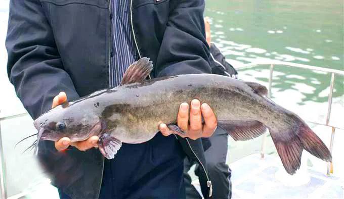 青鱼草鱼鲢鱼鳙鱼被称为四大家鱼,草鱼青鱼鲫鱼三种鱼外表怎么区分
