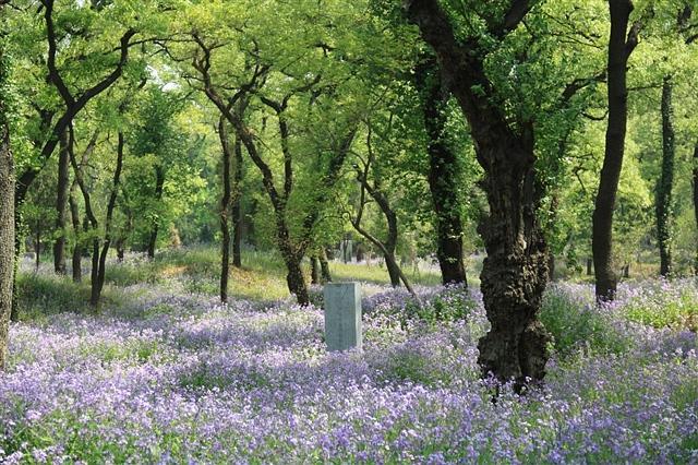 孔林是最大的氏族墓地吗,孔林最大墓葬群