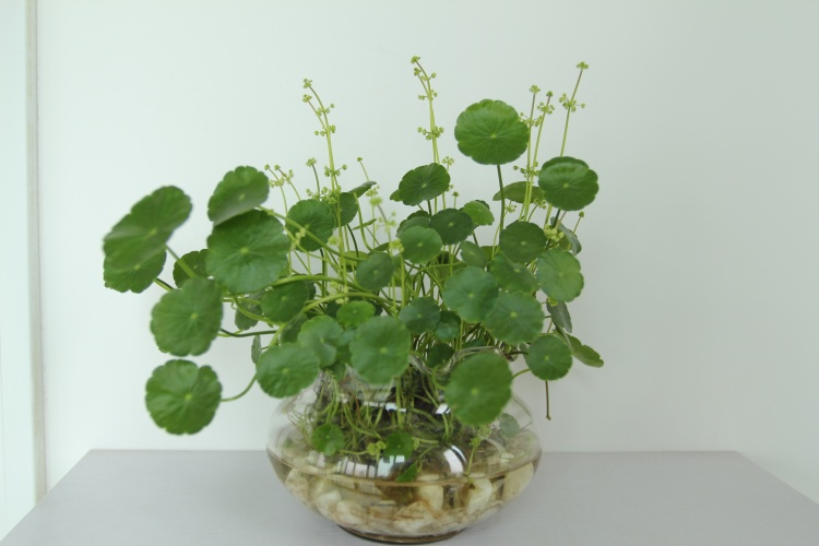 水培发根后怎么转土培养,怎么养水培富贵树才绿油油