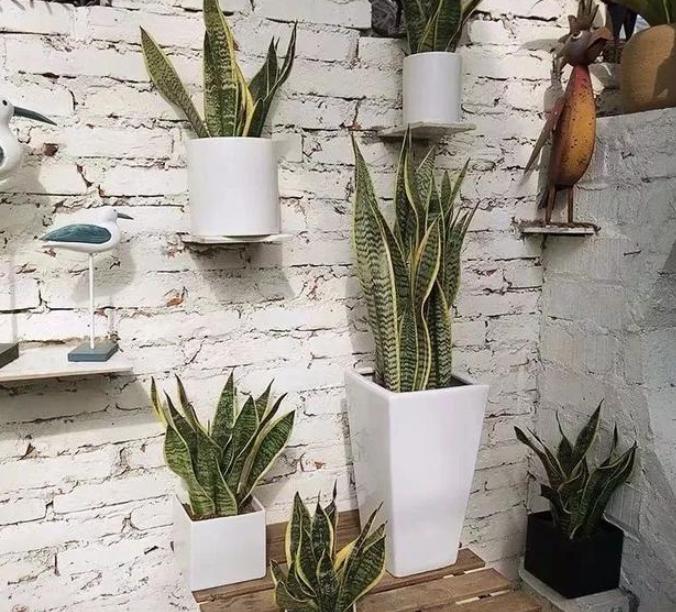 虎尾兰的叶子发蔫怎么回事,虎尾兰叶子发软怎么回事