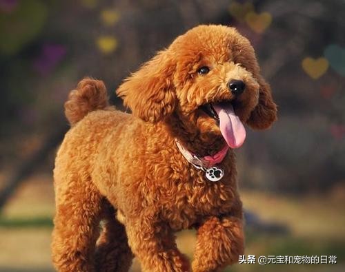 养好一个泰迪的注意事项,养泰迪犬怎么能长寿