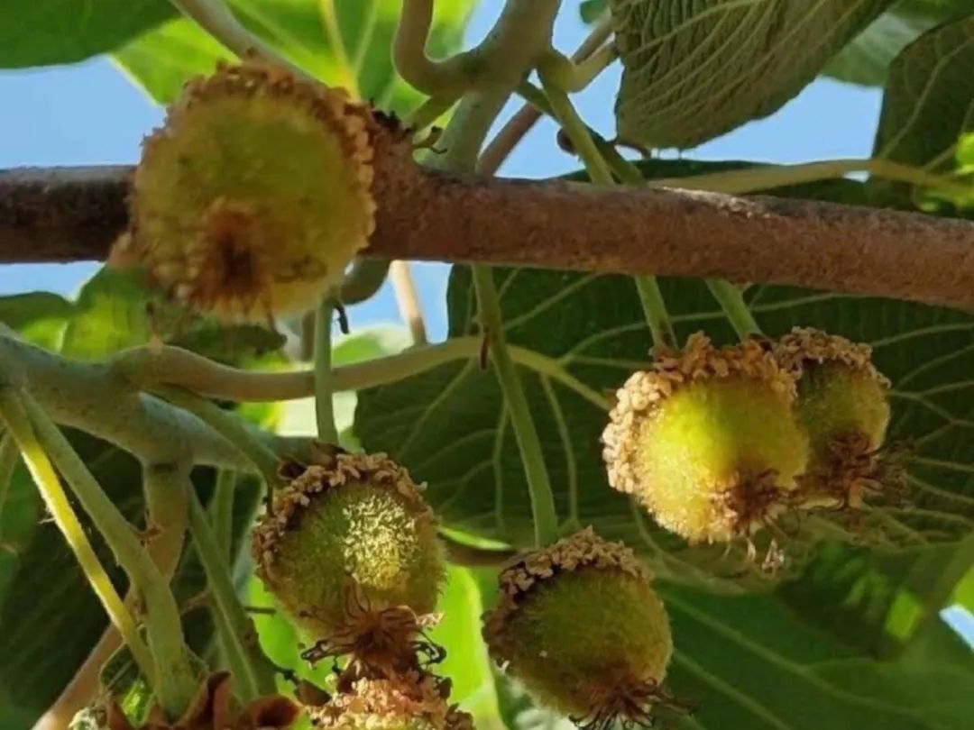 自然科学实验与创新课题,生态课题研究方案