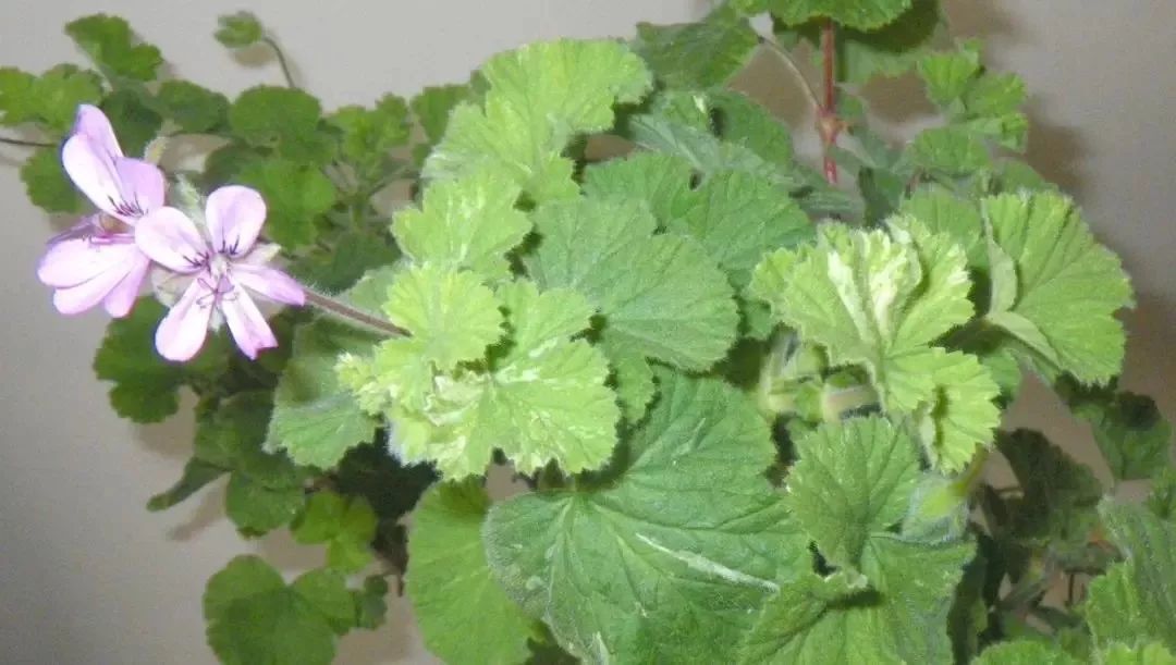 种植物驱蚊种什么好,适合赶走蚊子的植物