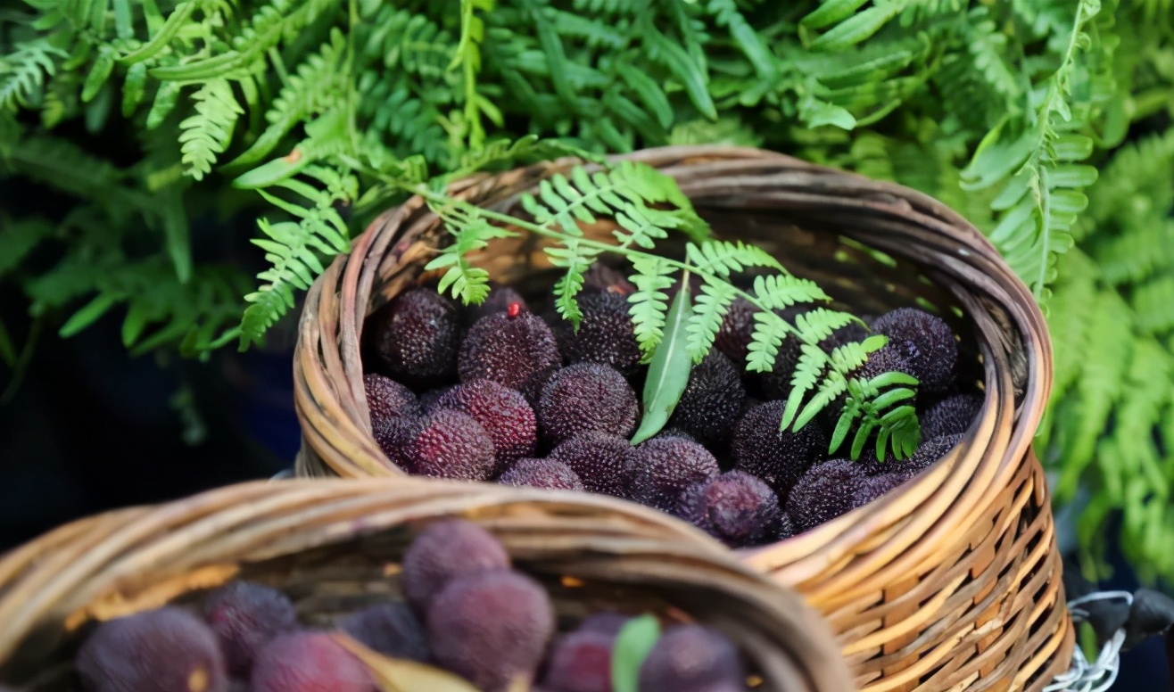 兰溪杨梅正式开摘！最强采摘攻略出炉，五十里杨梅长廊够吃吗？杨梅自由就是现在！