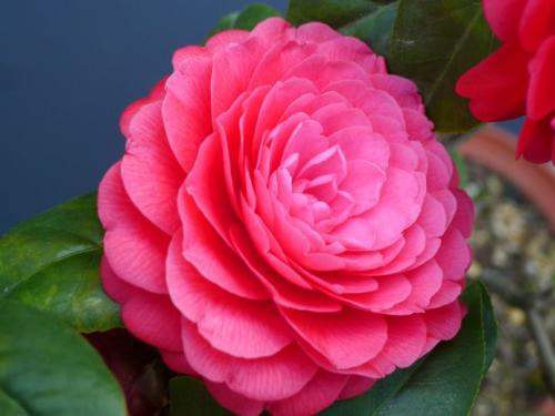 喜欢养花的就养几颗玫瑰花,喜欢养茶花的人