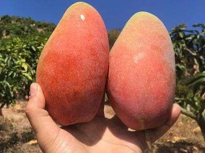 大青芒贵妃芒椰香芒哪个最好,贵妃芒金煌芒青芒有什么区别