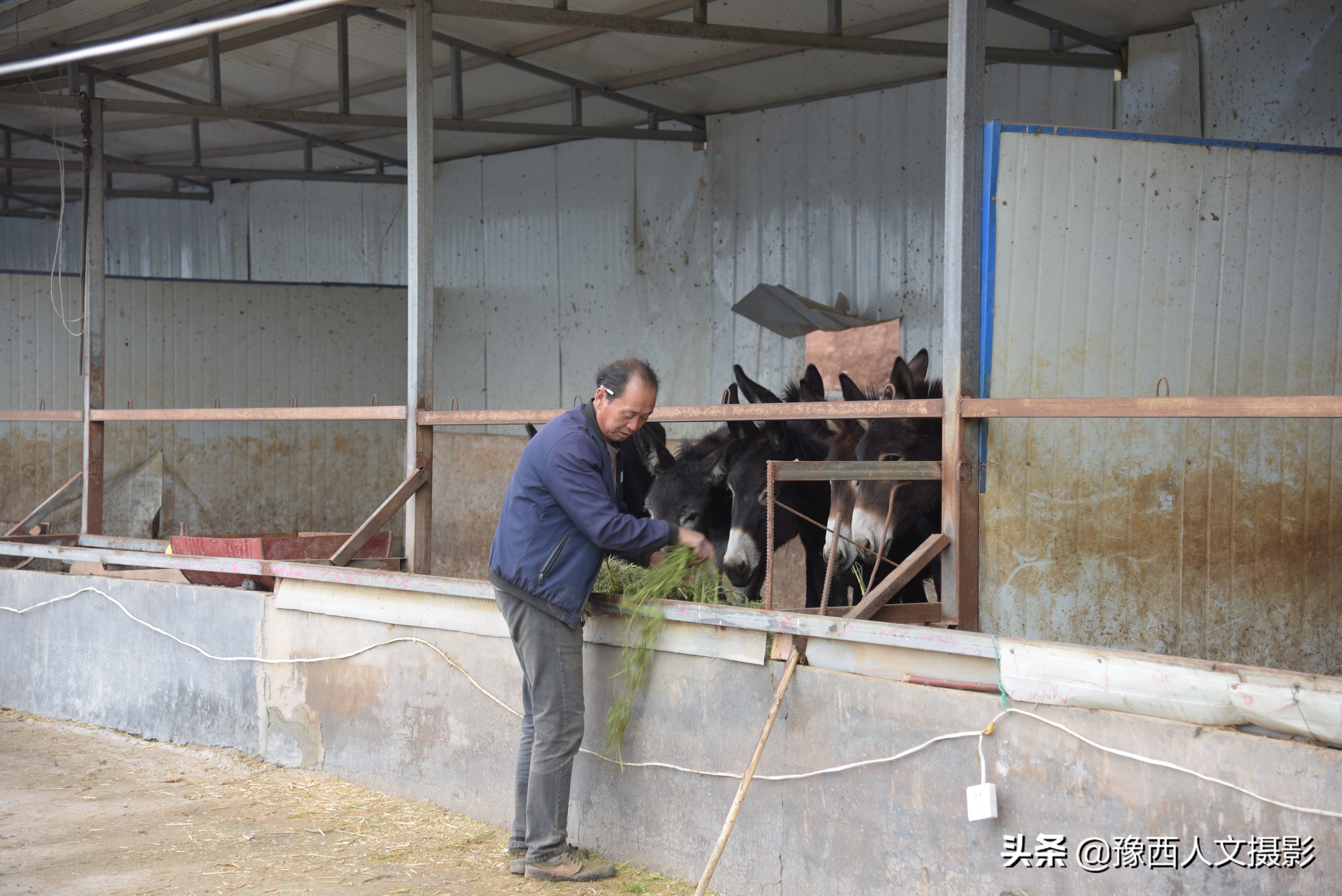 山西农村大爷养驴,农村大叔养驴的故事