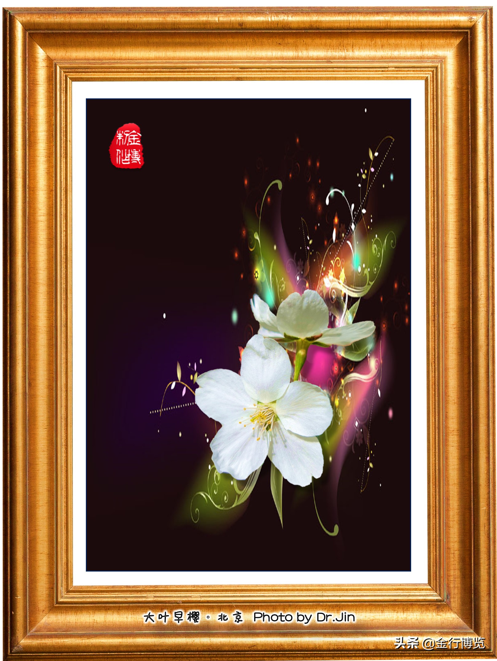 金行博览：樱花树下送君时，一寸春心逐折枝-樱花