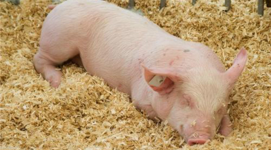 动物的神奇能力,动物的医疗本领