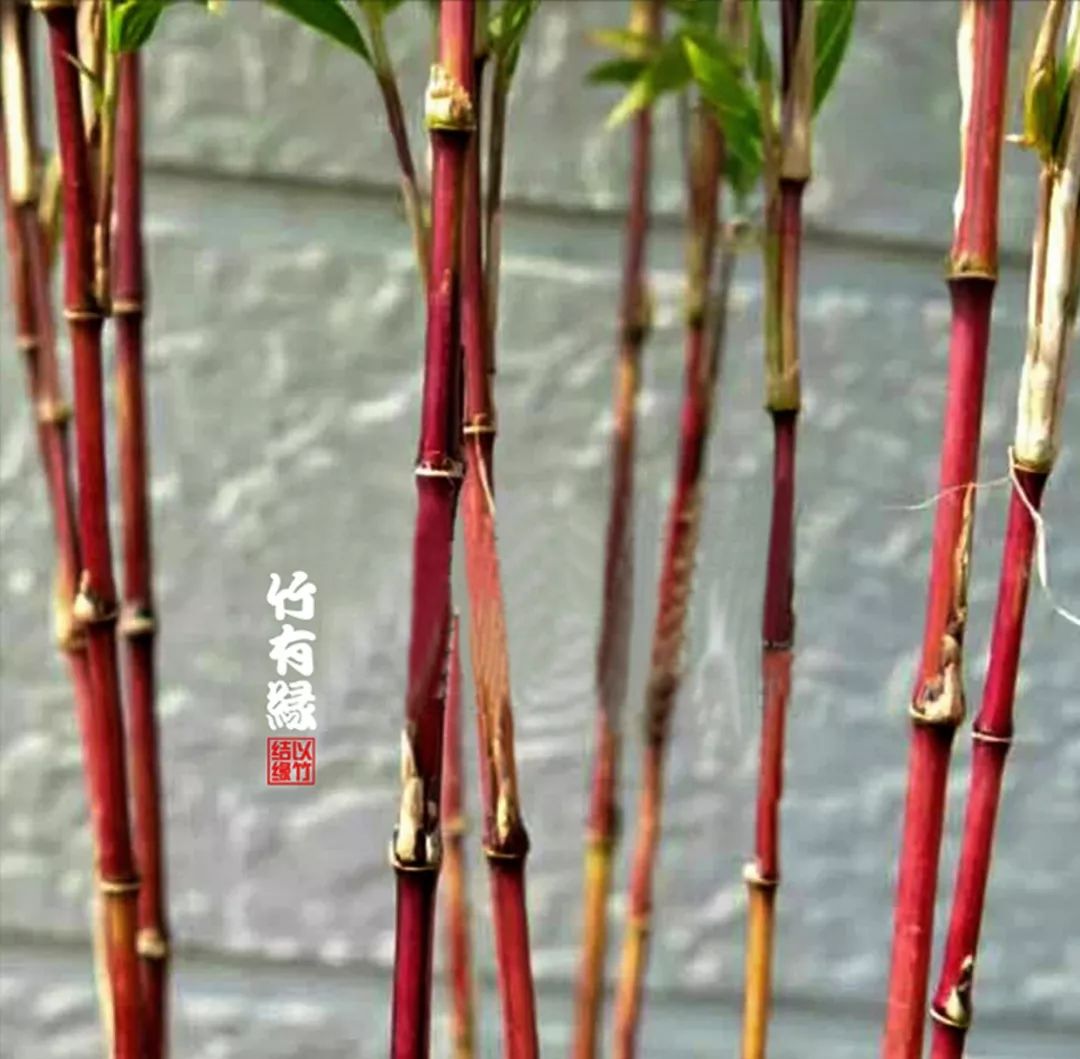 这红竹子美的——简直让人不敢相信是真的！