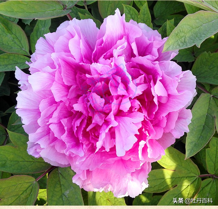 粉色牡丹什么品种好养,西南牡丹太平红