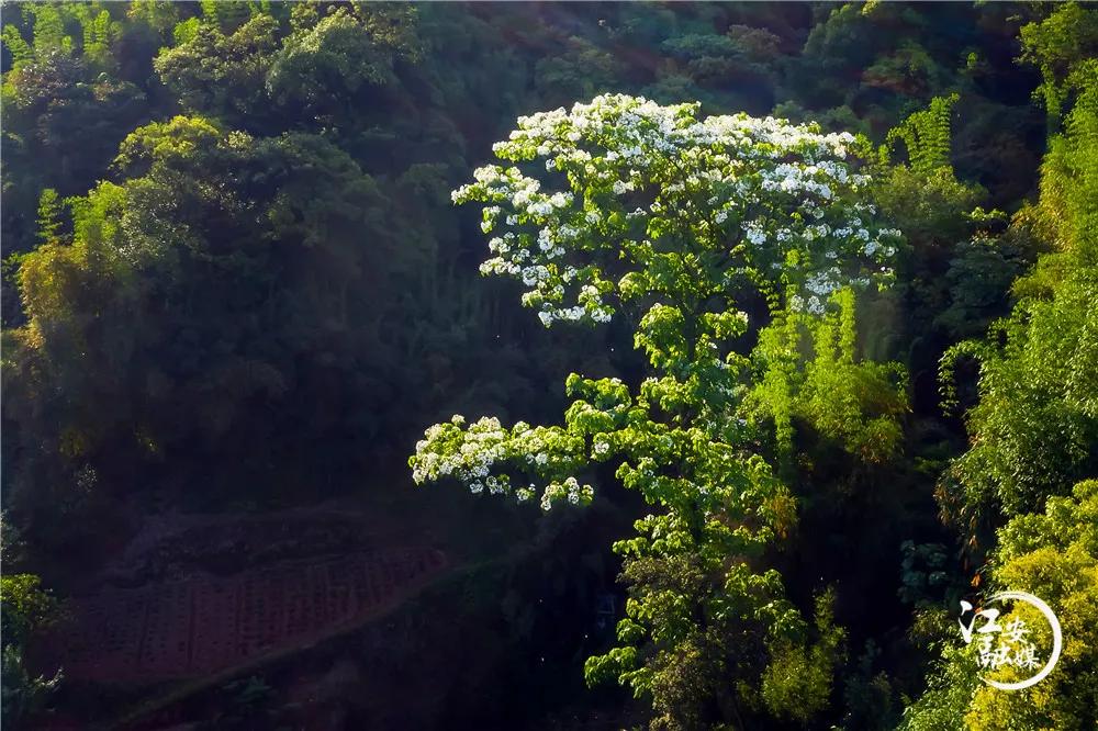 江安县怡乐镇第二届“千年桐万亩花”摄影大赛开赛了