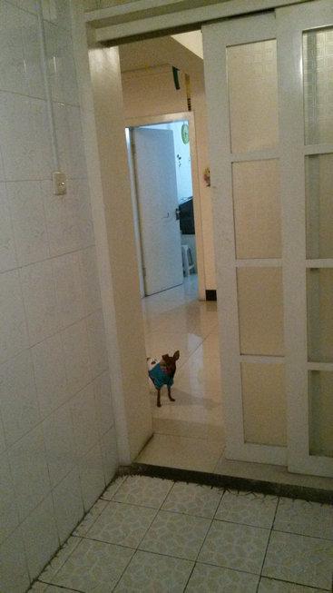 伸舌头的小鹿犬,爱洗澡的小鹿犬