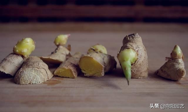家里沙土种生姜如何施肥,阳台种植生姜用什么水肥