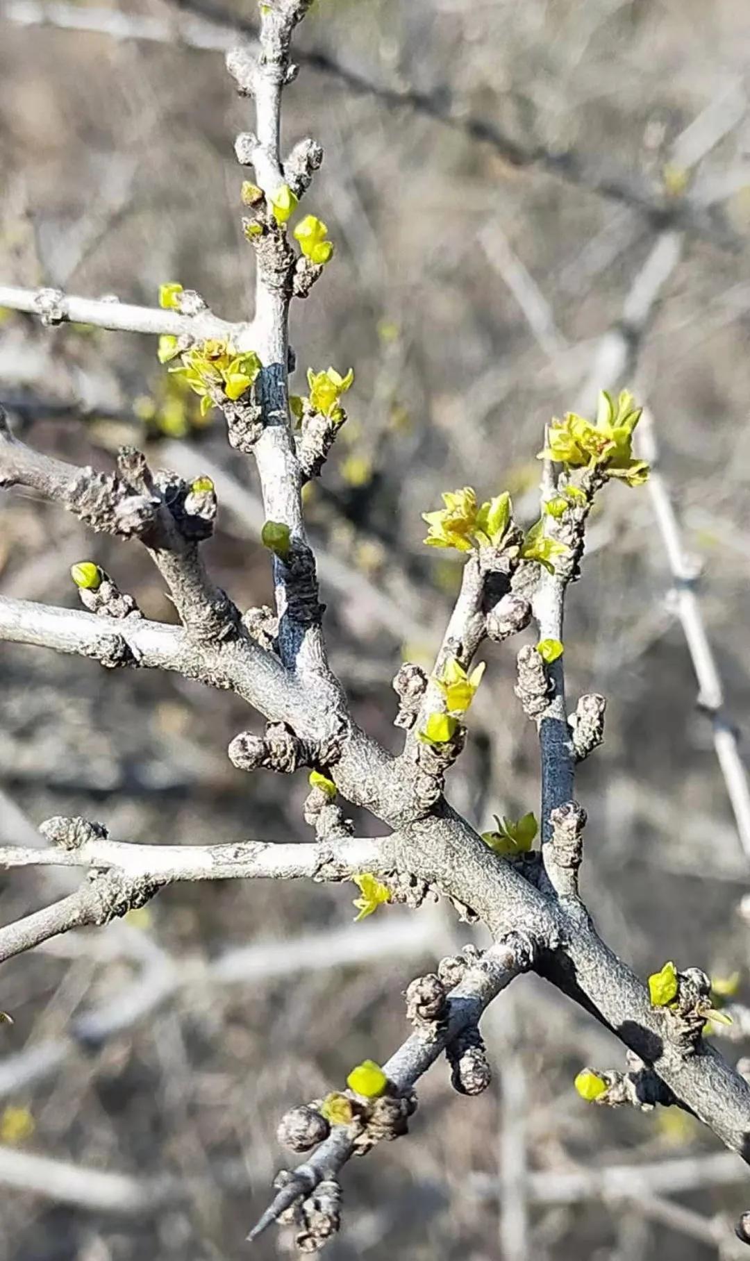 登封少林寺冬日,冬日登封龙山
