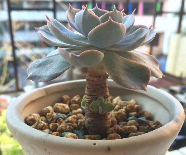 没躲过夏季多肉陡长，学习大神这样做，养成绝美老桩