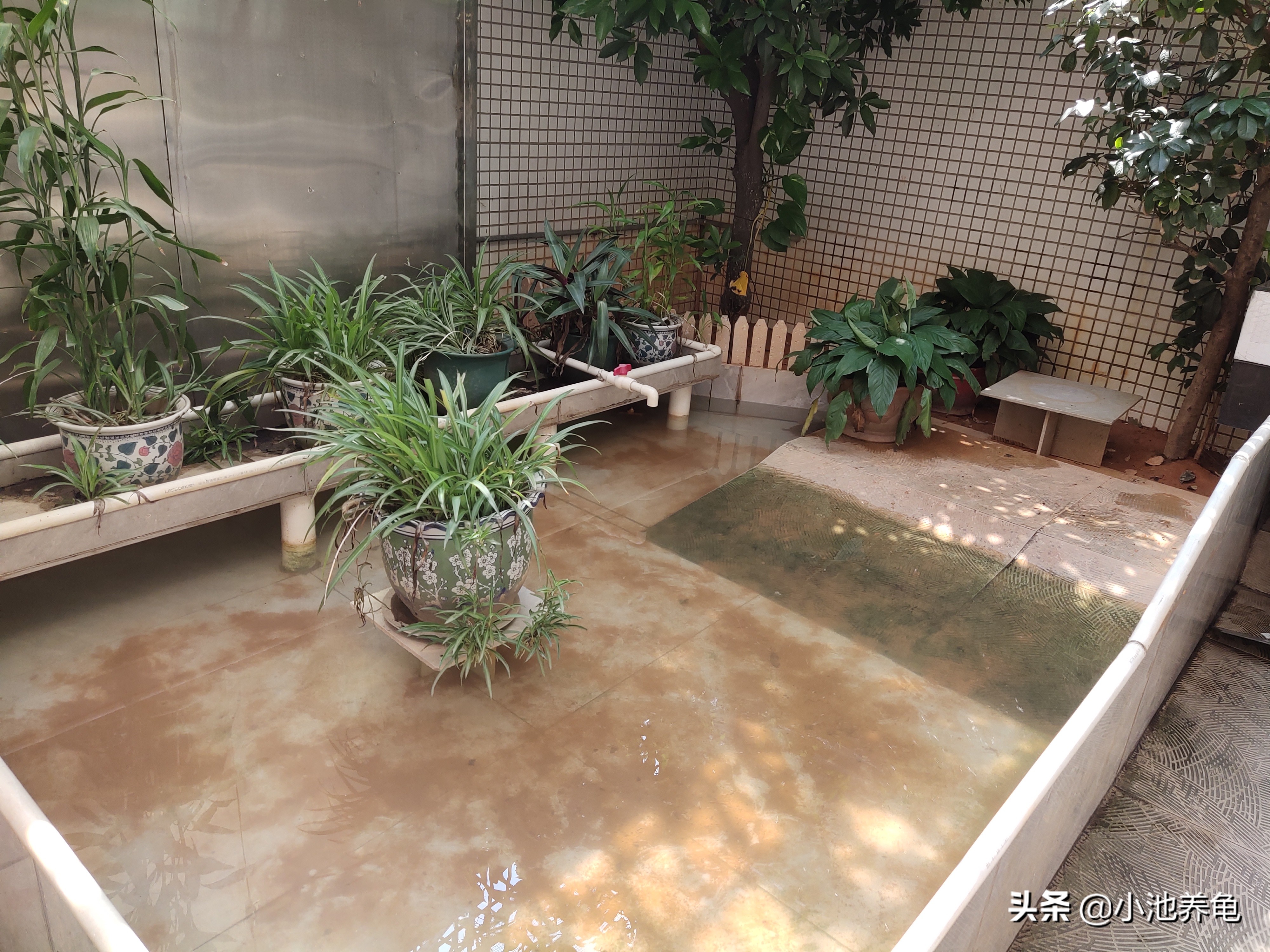 新手养什么龟比较好养,新手养龟方法养什么龟最好