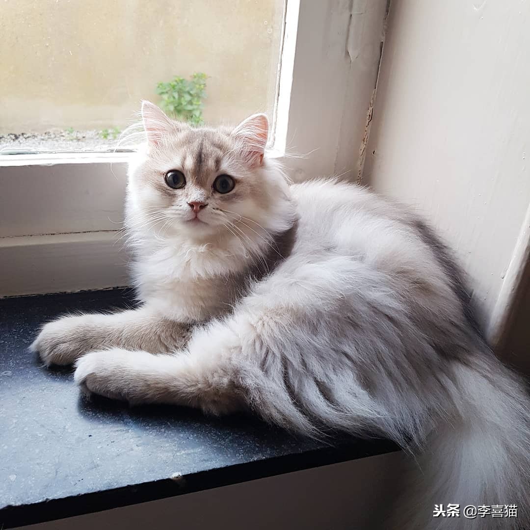 不同品种的猫咪特点,几种不同品种猫咪