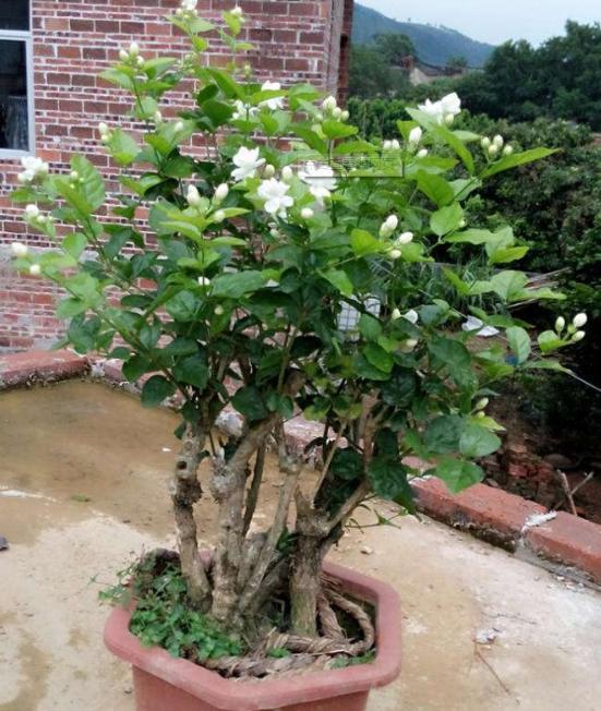 养老桩茉莉花,“半死不活”太愁人?这样去处理,焕发“新生机”