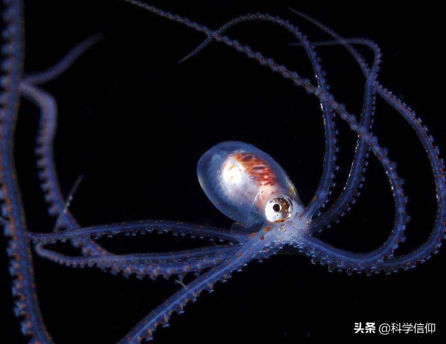 可以预测比赛,又能破解迷宫,难怪科学家说章鱼来自于外星球