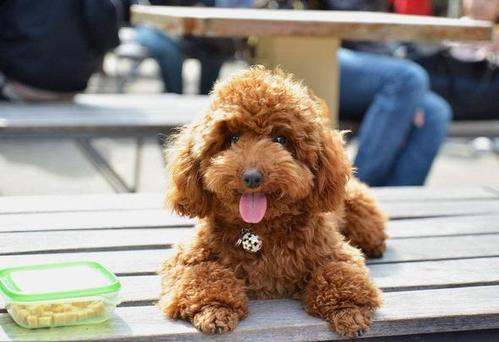 贵宾犬不吃狗粮那该喂它吃什么呢,贵宾犬不爱吃狗粮怎么办呢