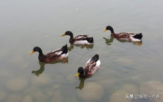 孵化过程停电,孵化中停电了怎么办