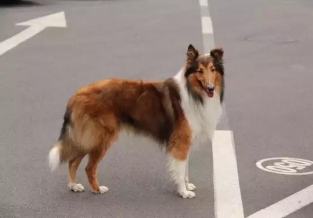 遇见流浪动物怎么办,遇见流浪狗怎么救助