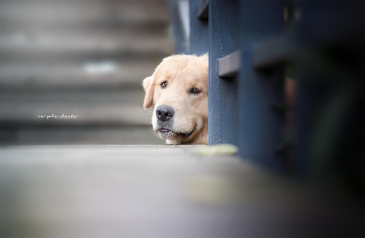 狗狗在家就能遛不能出去遛,几个月的狗狗可以在冬天遛狗
