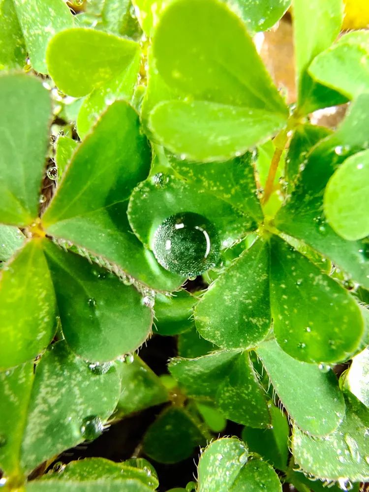 vivonex3和vivonex3s,vivonex3和vivonex3s区别