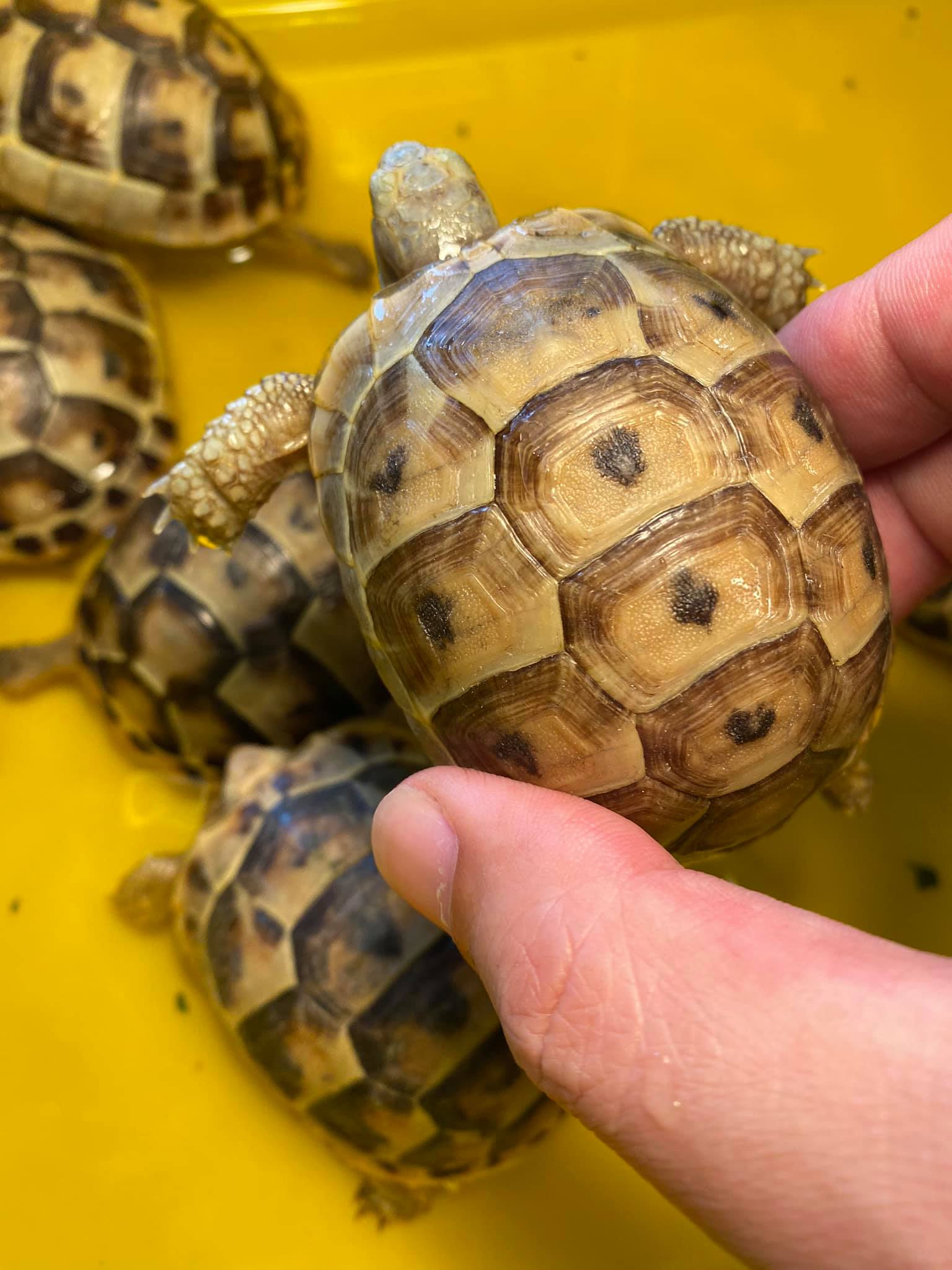 欧洲陆龟排酸吗,欧洲陆龟的图片