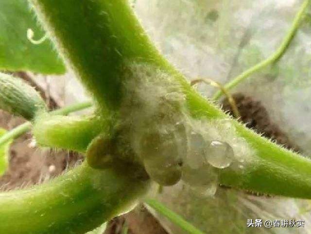 黄瓜灰霉病发生的最适温度是多少,连续阴雨天气怎样预防黄瓜病害