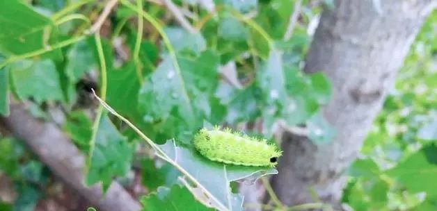 被搔角虫蛰解毒的土方,被人抓破了怎么处理