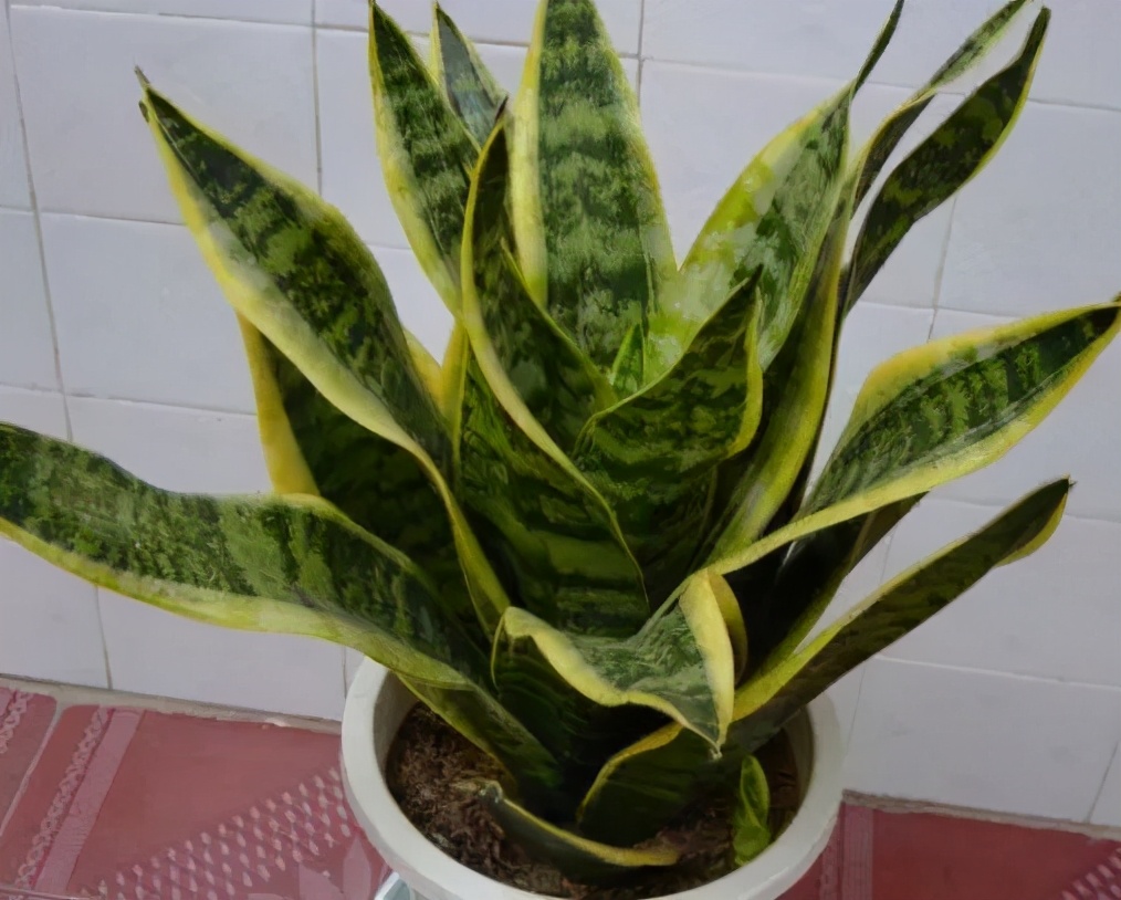 吸甲醛和苯的植物多久可以见效,卧室放什么植物吸甲醛最好