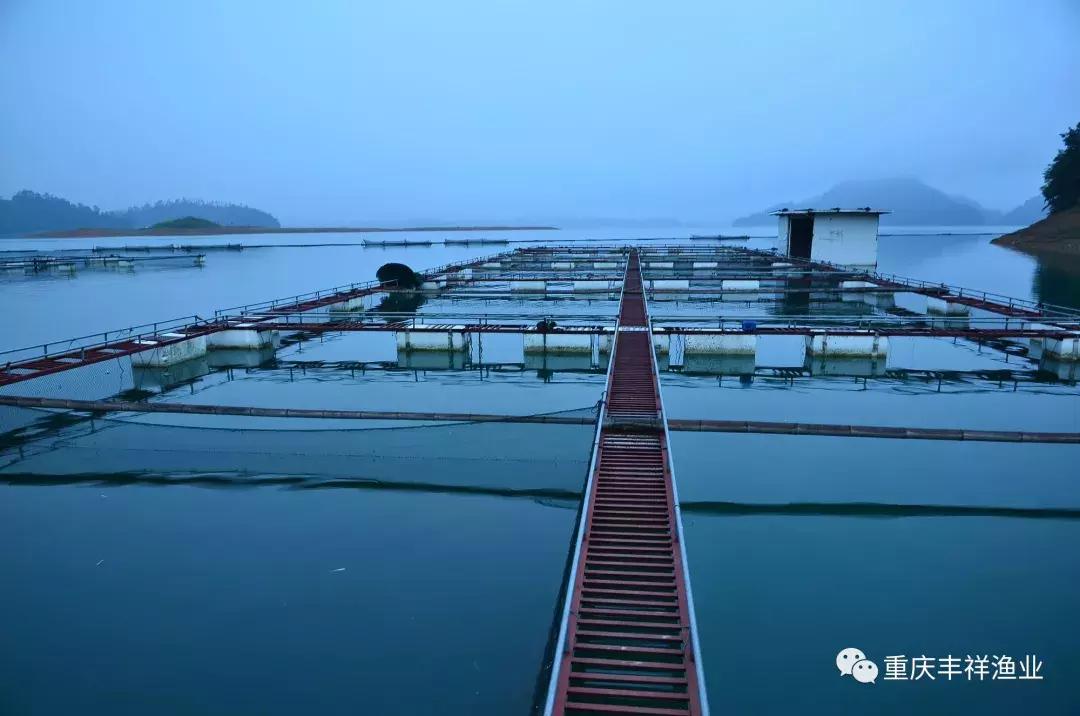 大口鲶鱼人工养殖技术,湖南省大口鲶养殖大户