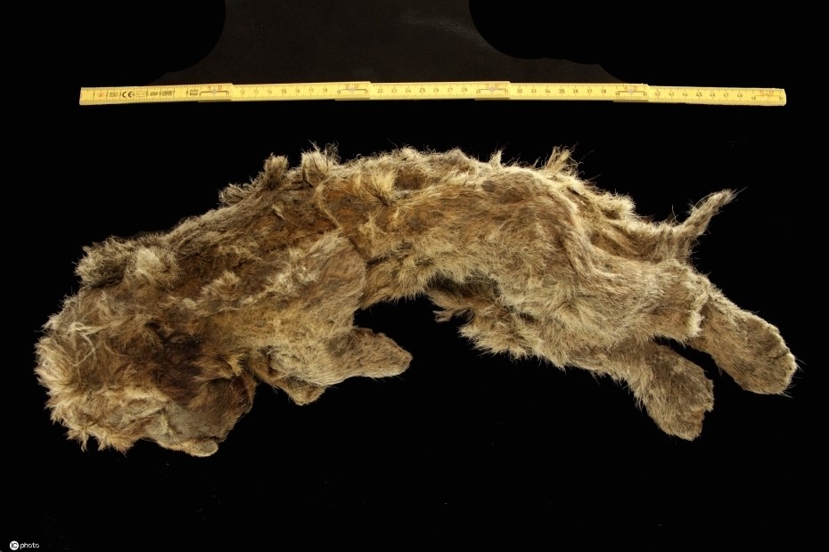 狮子发现的尸体,史前狮子尸体