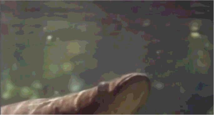 它活了上亿年,把食人鱼当“点心”,菜刀砍不动,为何败给棒槌?