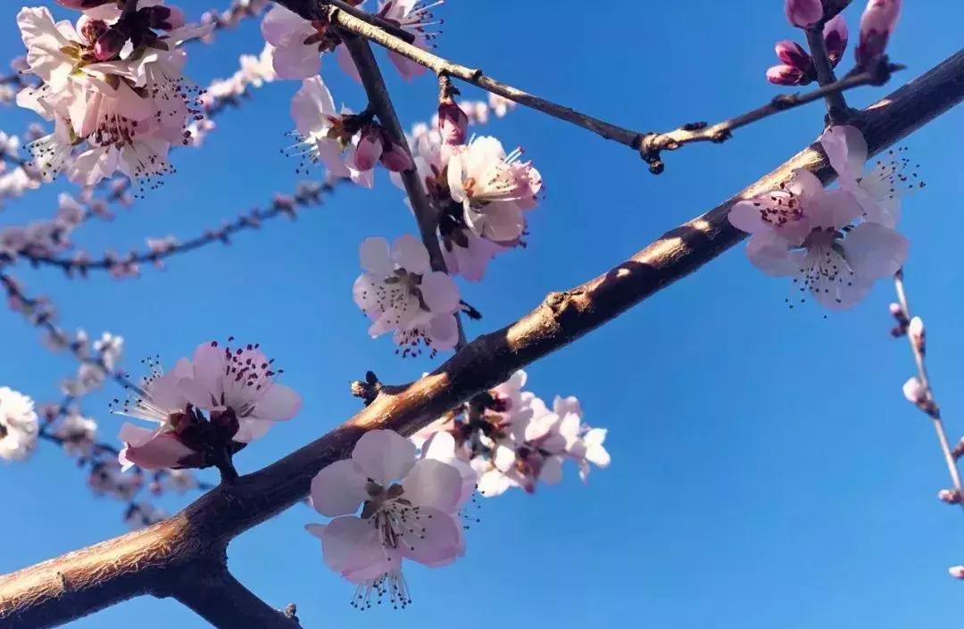最适合赏花的花,视觉盛宴五种赏花名花供您选择