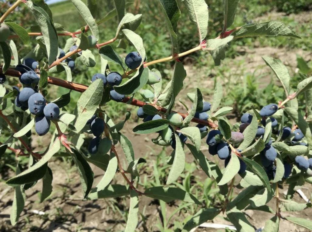 蓝靛果是什么果树,山沟里蓝色野果