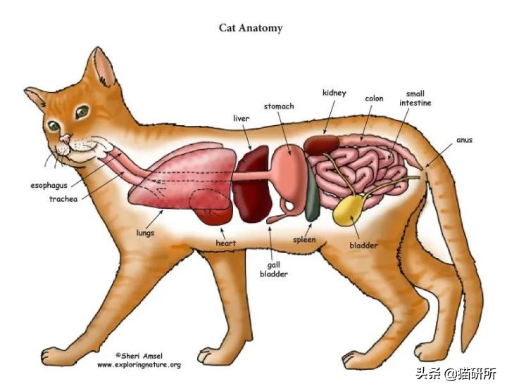 猫咪肚子圆鼓鼓，怎么区分是胖还是生病？
