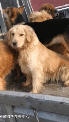 藏獒救主人感人瞬间,救助站救了一只被关多年的藏獒