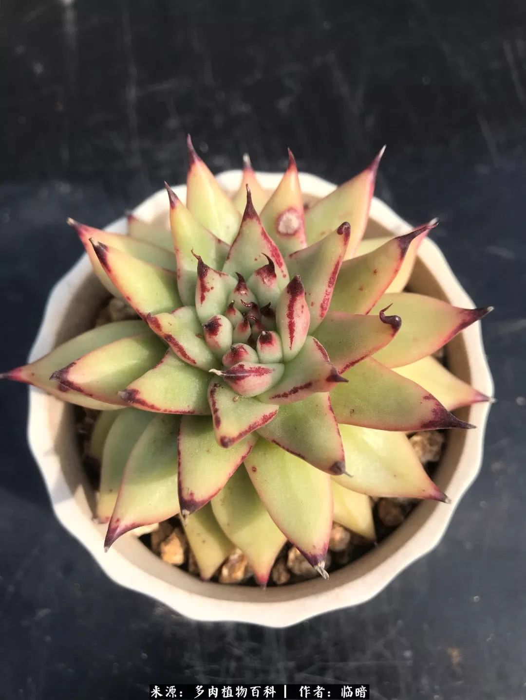 多肉带给我的感情,多肉给人们带什么作用