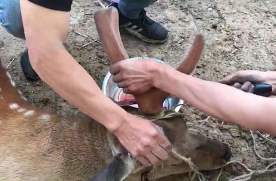 鹿茸蜡片泡酒为什么融化了,鹿茸泡酒的禁忌需要注意什么