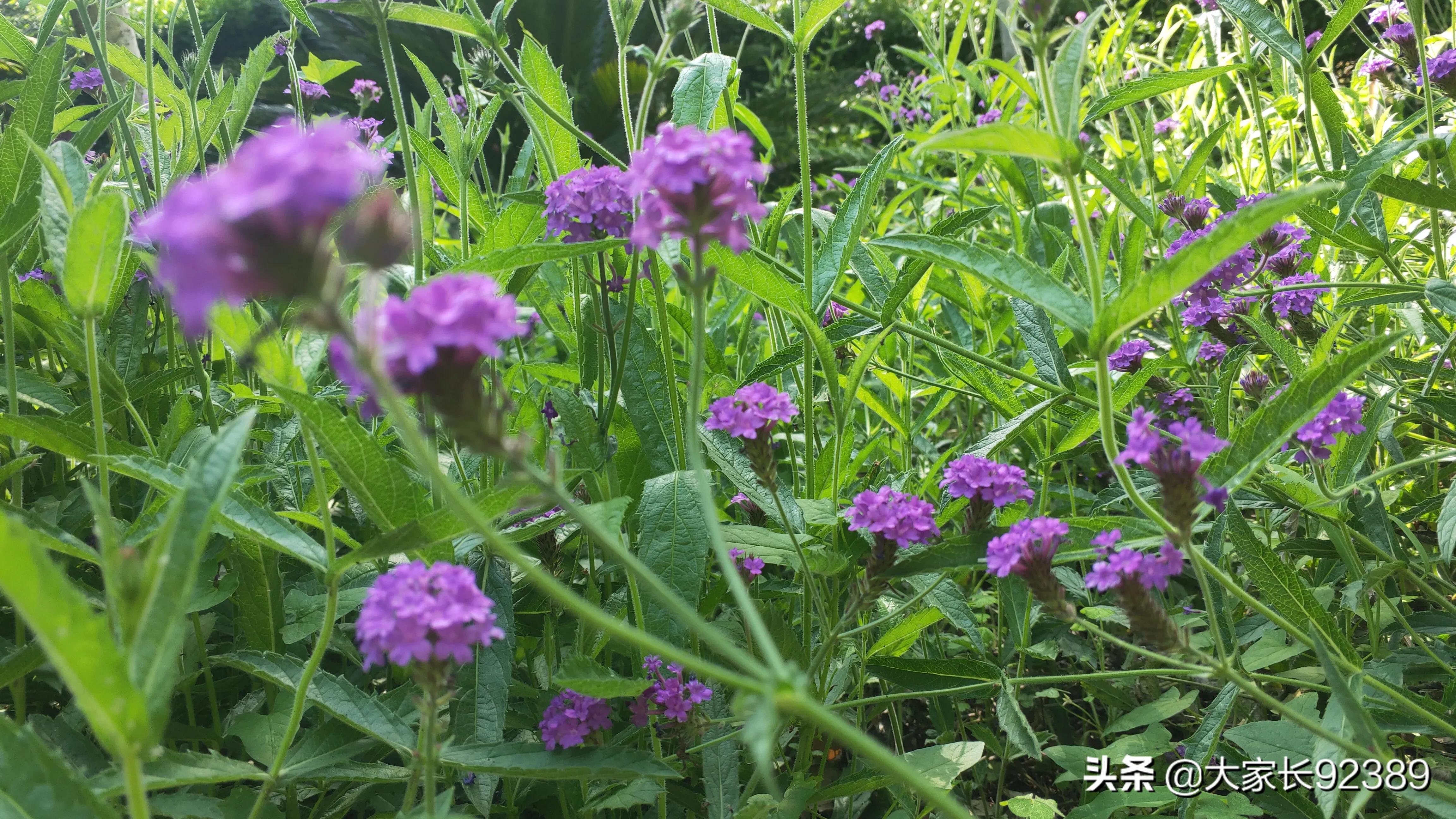 紫色的的英语,紫色的诗歌赏析