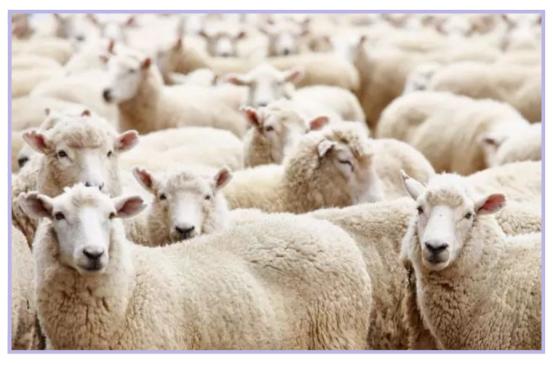 纯羊毛羊绒衫轻薄穿着舒服,比羊绒还贵的羊毛系列