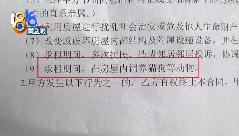 养了十多天的猫损失了几万元,偷偷养只猫最后全军覆没