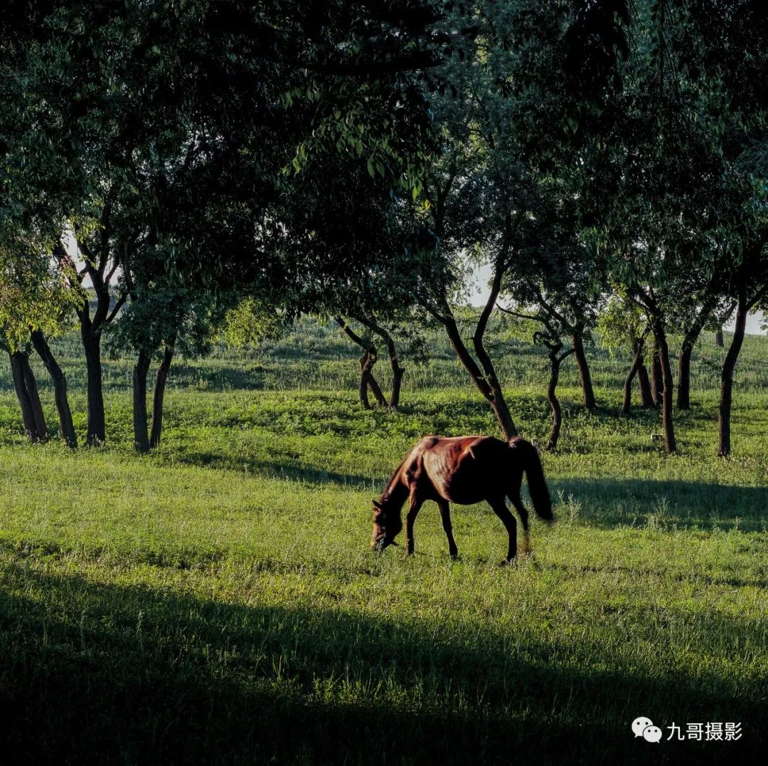 大美坝上草原全景,大美坝上风光系列之一