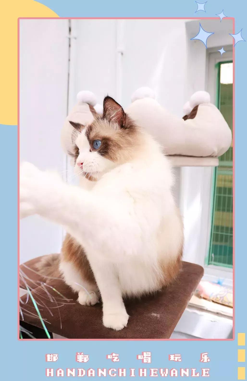 软萌暴击!邯郸这家高颜值猫咖上线,“吸猫”终于提上日程!