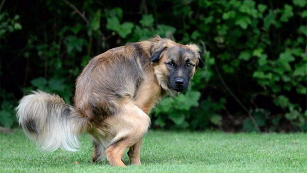 为什么狗狗便便后后腿蹬地,为什么狗狗排便前喜欢转圈圈