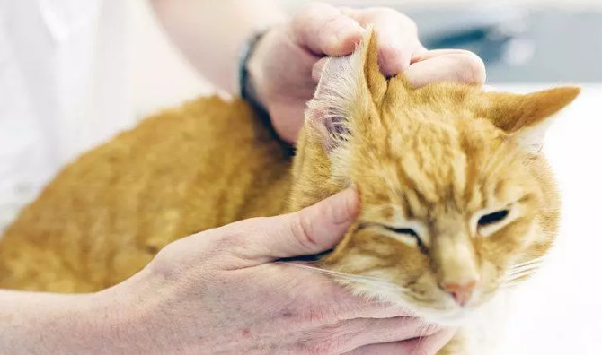 猫猫挠耳朵一定是耳螨吗,猫咪耳螨耳朵上挠秃有疤要涂药吗